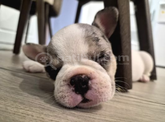 French Bulldog Muğla görsel