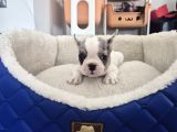 FRENCH BULLDOG MUĞLA
