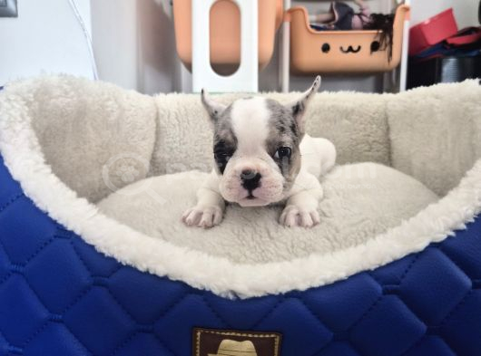 French Bulldog Muğla
