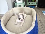 French Bulldog Muğla