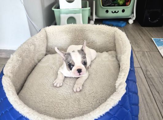 French Bulldog Muğla görsel