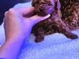 4 Aylık 700 Gr  Kore Micro Tea Cup Petmode Köpek Çifrliğinde