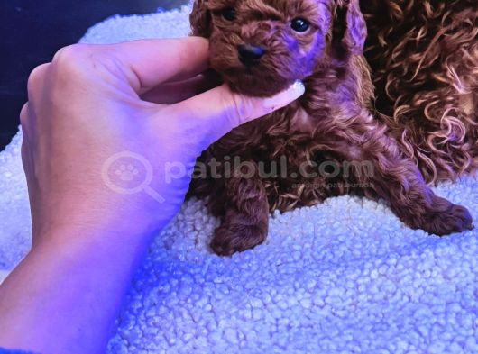 4 Aylık 700 Gr  Kore Micro Tea Cup Petmode Köpek Çifrliğinde görsel