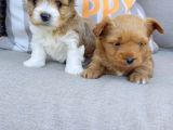 En Sevimlileri Petmode Köpek Çiftliğinden Ziyarete Açık Morkie Yavrularımız