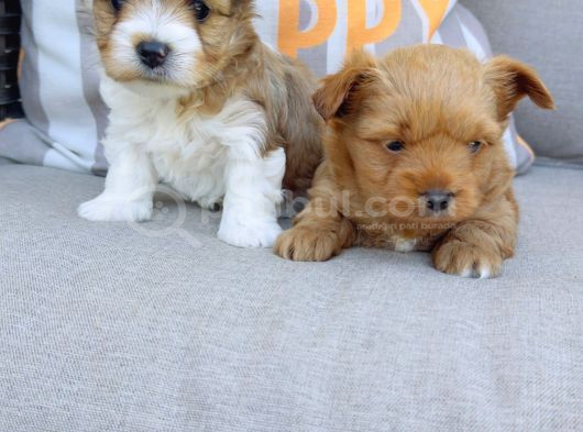 En Sevimlileri Petmode Köpek Çiftliğinden Ziyarete Açık Morkie Yavrularımız görsel