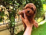 4 Aylık 700 Gr  Kore Micro Tea Cup Petmode Köpek Çifrliğinde