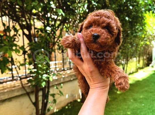 4 Aylık 700 Gr  Kore Micro Tea Cup Petmode Köpek Çifrliğinde görsel