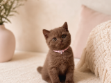 British Shorthair Cinnamon Kahverengi Dişi Nadi Renk