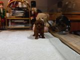 Kore Safkan Poodle