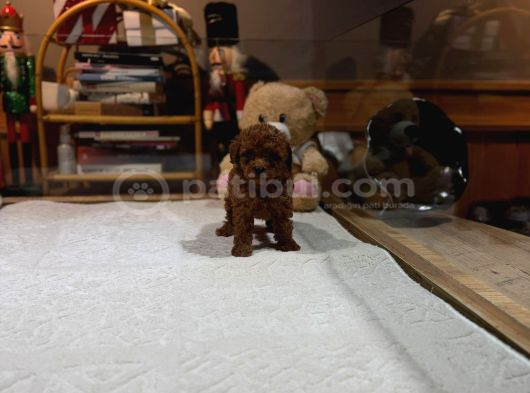 Kore Safkan Poodle görsel