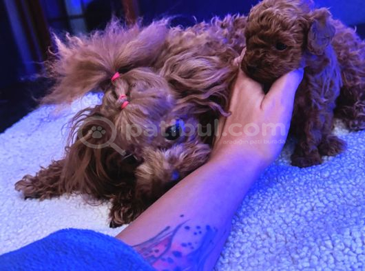 4 Aylık 700 Gr  Kore Micro Tea Cup Petmode Köpek Çifrliğinde görsel