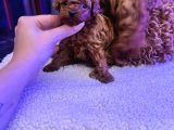 4 Aylık 700 Gr  Kore Micro Tea Cup Petmode Köpek Çifrliğinde