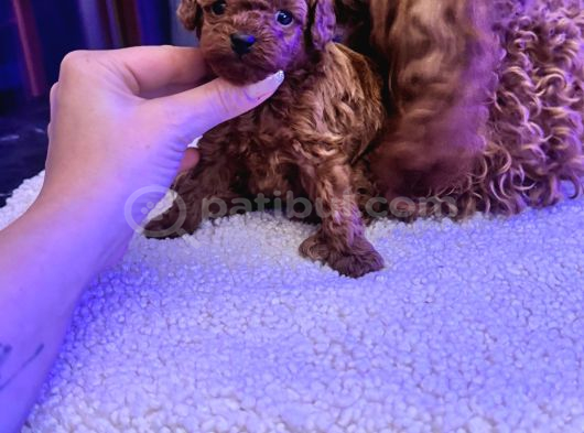 4 aylık 700 gr  kore micro tea cup petmode köpek çifrliğinde
