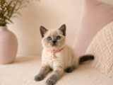 British Shorthair Güzellik 2 Aylık