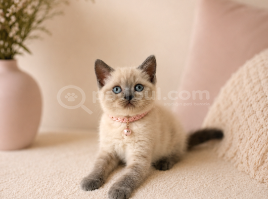British Shorthair Güzellik 2 Aylık