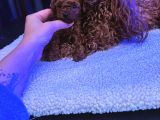 4 Aylık 700 Gr  Kore Micro Tea Cup Petmode Köpek Çifrliğinde