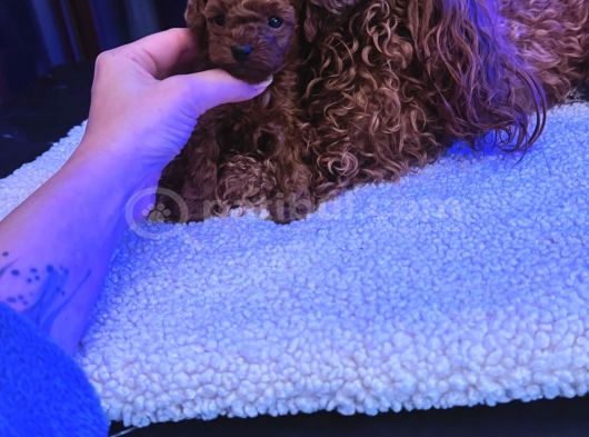 4 Aylık 700 Gr  Kore Micro Tea Cup Petmode Köpek Çifrliğinde görsel
