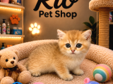 Irkının En Güzelinden British Shorthair Golden Yavrumuz
