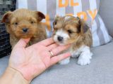 En Sevimlileri Petmode Köpek Çiftliğinden Ziyarete Açık Morkie Yavrularımız