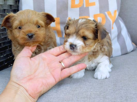 En Sevimlileri Petmode Köpek Çiftliğinden Ziyarete Açık Morkie Yavrularımız görsel
