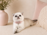 British Shorthair Silver Dişi 2 Aylık