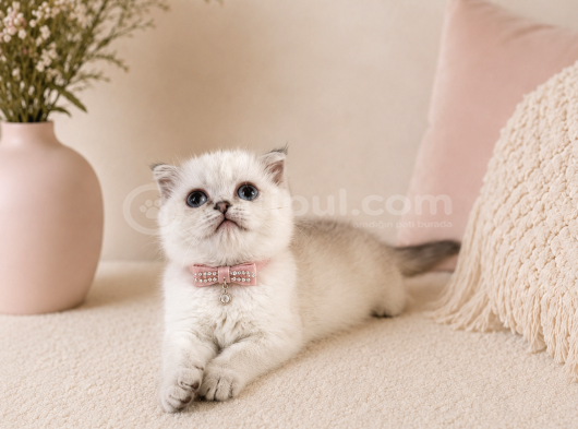 British Shorthair Silver Dişi 2 Aylık görsel