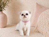 British Shorthair Silver Dişi 2 Aylık