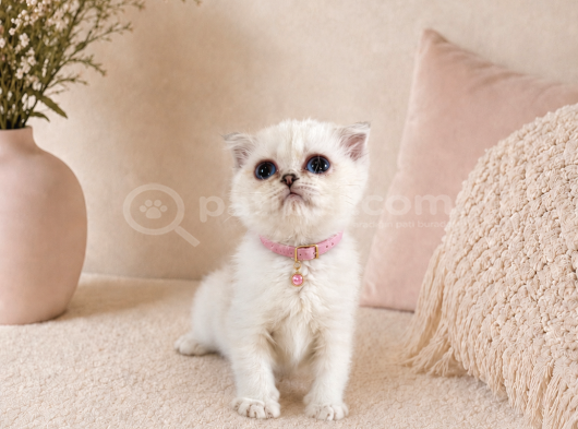 British Shorthair Silver Dişi 2 Aylık görsel