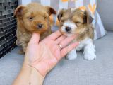En Sevimlileri Petmode Köpek Çiftliğinden Ziyarete Açık Morkie Yavrularımız