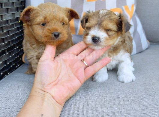 En Sevimlileri Petmode Köpek Çiftliğinden Ziyarete Açık Morkie Yavrularımız görsel