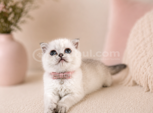 British Shorthair Silver Dişi 2 Aylık