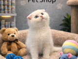 Karbeyaz Uysal British Shorthair Yavrumuz