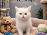 Karbeyaz uysal british shorthair yavrumuz