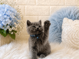 Minnak British Shorthair Gri Erkek Yavrumuz