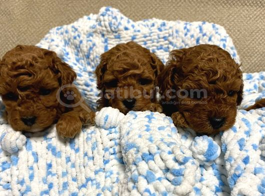 Kıvır Kıvır Orjinal Poodle Minişlerim görsel