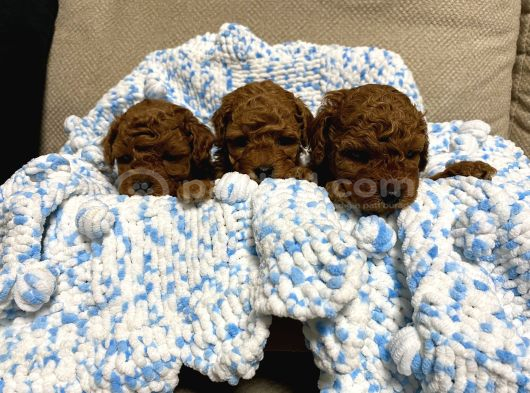 Kıvır Kıvır Orjinal Poodle Minişlerim görsel