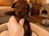 Evde Bakılan Sağlık Ve Irk Garantili Poodle Bebek