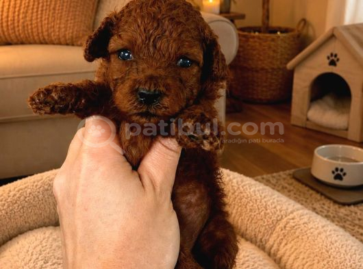 Evde Bakılan Sağlık Ve Irk Garantili Poodle Bebek görsel