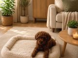 Evde Bakılan Sağlık Ve Irk Garantili Poodle Bebek