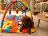 Evde bakılan sağlık ve ırk garantili poodle bebek