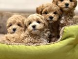 Sevimliliği Ile Kalpleri Fethedecek Maltipoo