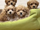 Sevimliliği Ile Kalpleri Fethedecek Maltipoo