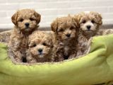 Sevimliliği Ile Kalpleri Fethedecek Maltipoo