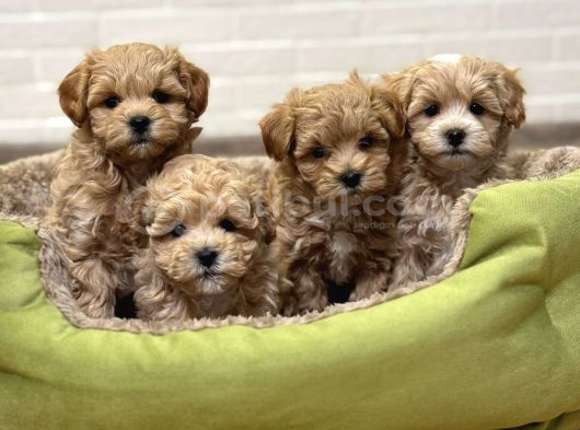 Sevimliliği Ile Kalpleri Fethedecek Maltipoo görsel