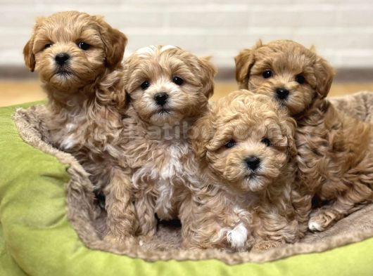 Sevimliliği Ile Kalpleri Fethedecek Maltipoo görsel