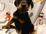 Şampi̇yon Soy Doberman Yavrularimiz