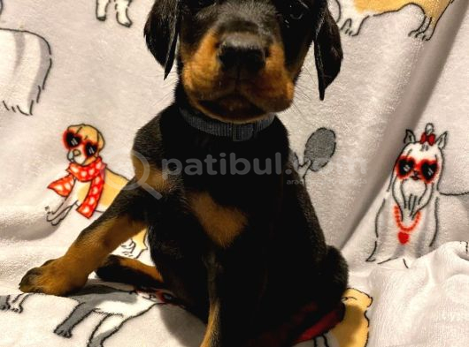 Şampi̇yon Soy Doberman Yavrularimiz görsel