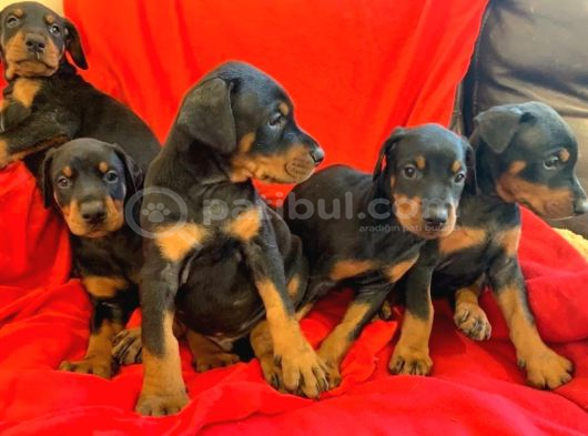 ŞAMPİYON SOY DOBERMAN YAVRULARIMIZ