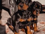 Şampi̇yon Soy Doberman Yavrularimiz