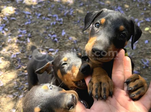 Şampi̇yon Soy Doberman Yavrularimiz görsel
